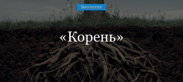 Корень