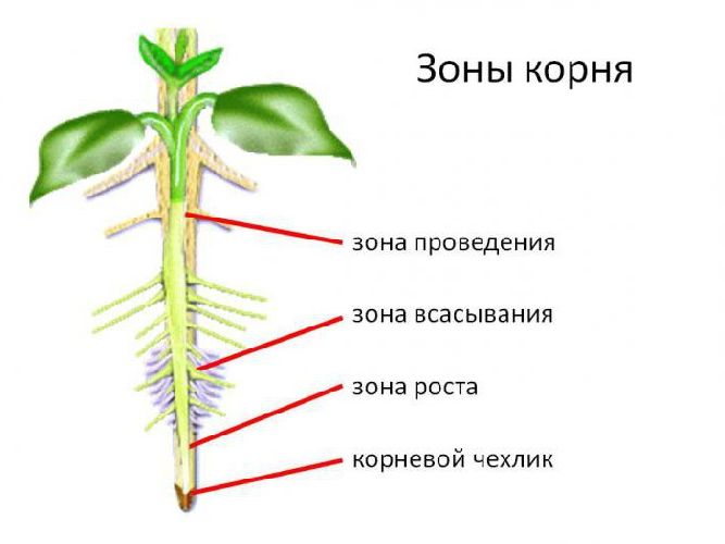 Корень