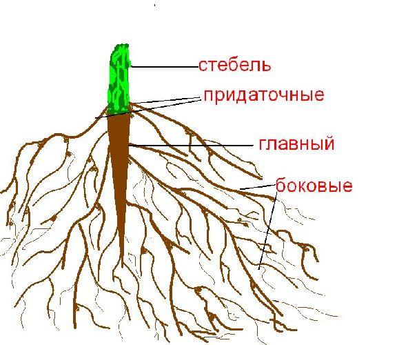 Корень