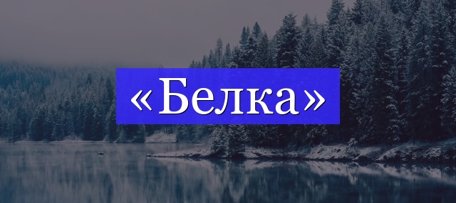 Корень слова «белка»