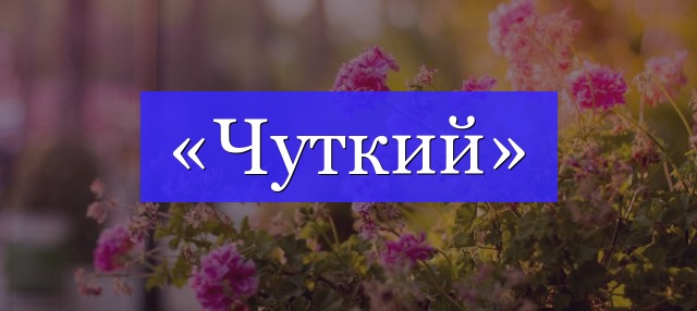 Корень слова «чуткий»