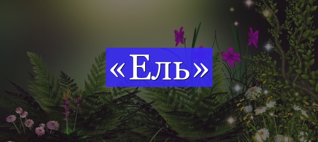 Корень слова «ель»