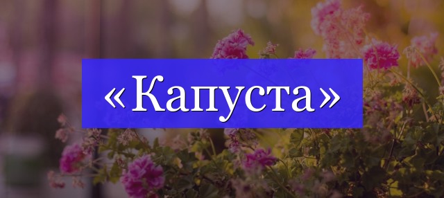 Корень слова «капуста»