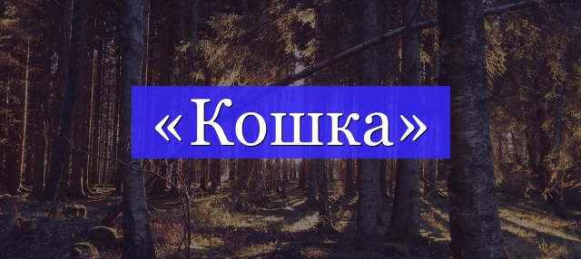 Корень слова «кошка»