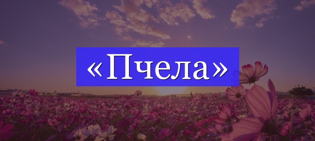 Корень слова «пчела»