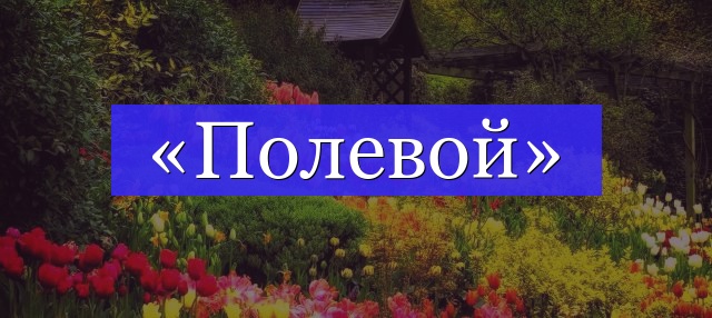 Корень слова «полевой»