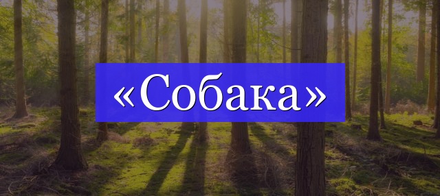 Корень слова «собака»