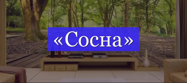 Корень слова «сосна»