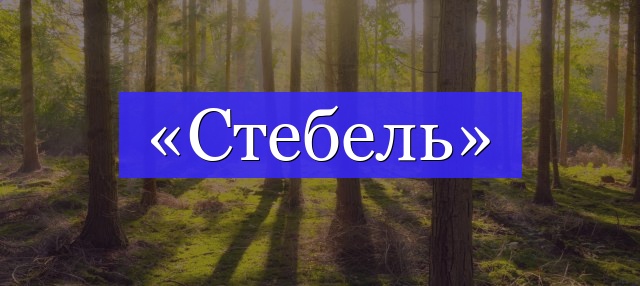 Корень слова «стебель»