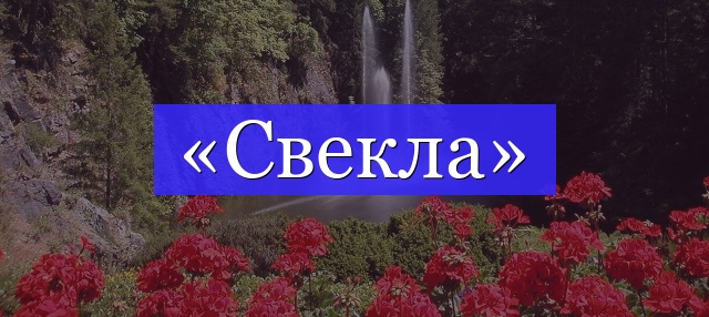 Корень слова «свекла»