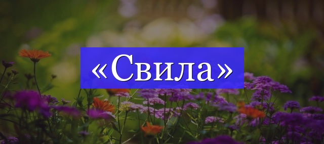 Корень слова «свила»