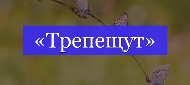 Корень слова «трепещут»