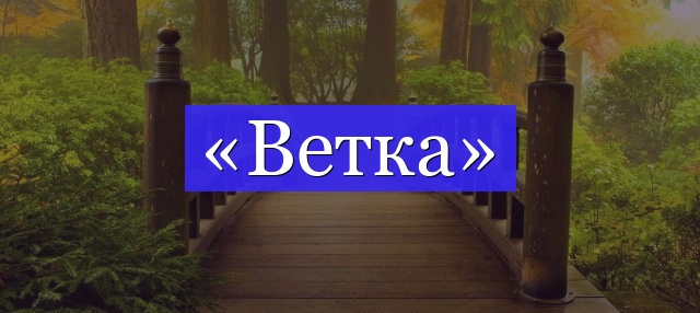 Корень слова «ветка»