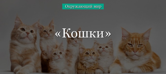 Кошки