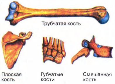 Кости скелета человека