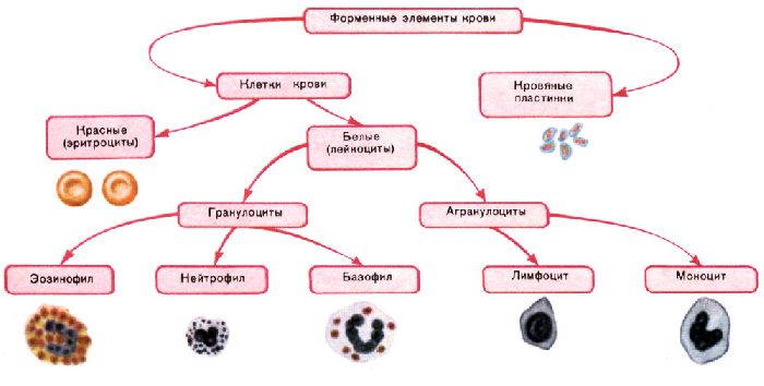 Кровь