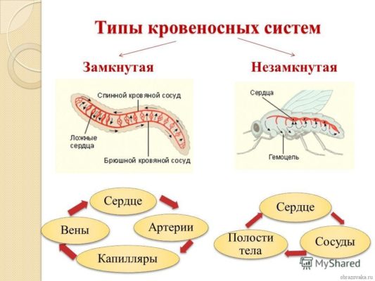 Кровеносная система членистоногих