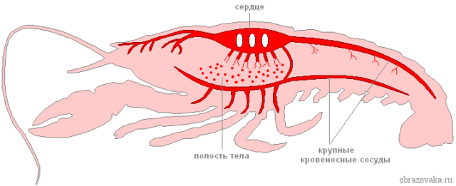 Кровеносная система членистоногих
