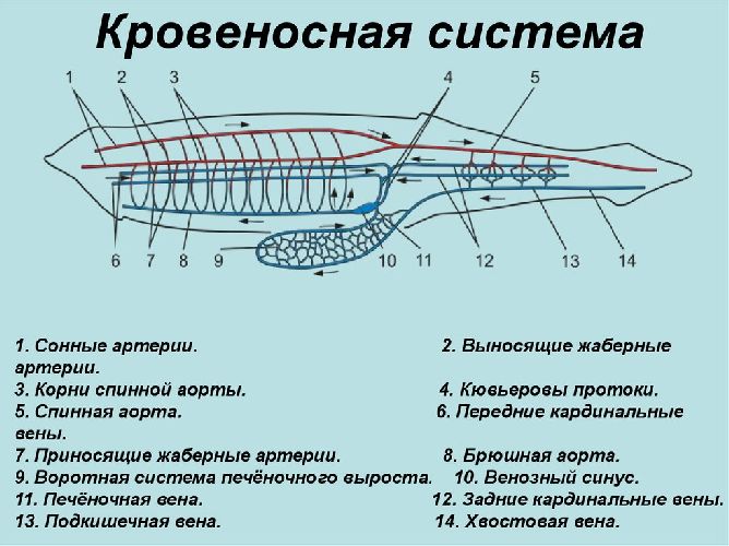 Кровеносная система ланцетника