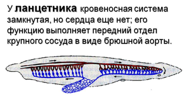 Кровеносная система ланцетника