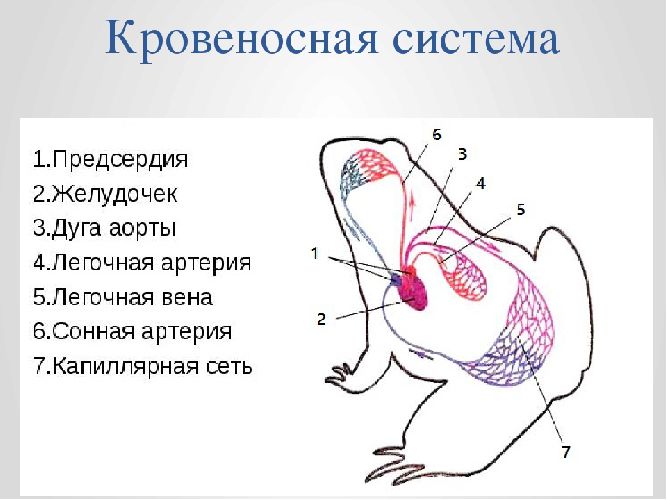 Кровеносная система лягушки