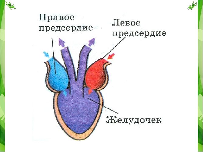 Кровеносная система лягушки