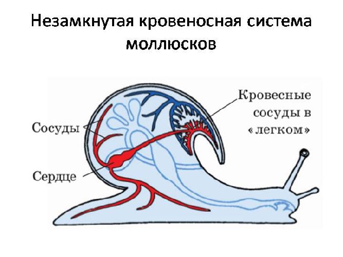 Кровеносная система моллюсков