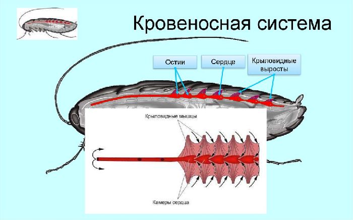 Кровеносная система насекомых