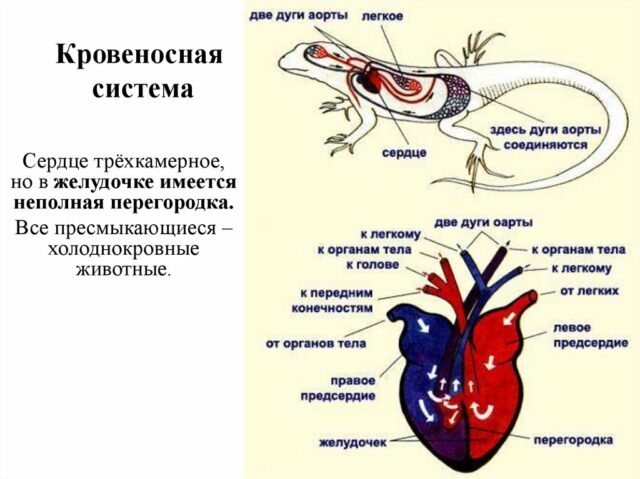 Кровеносная система пресмыкающихся