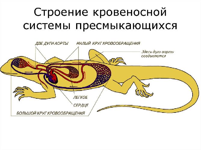 Кровеносная система пресмыкающихся