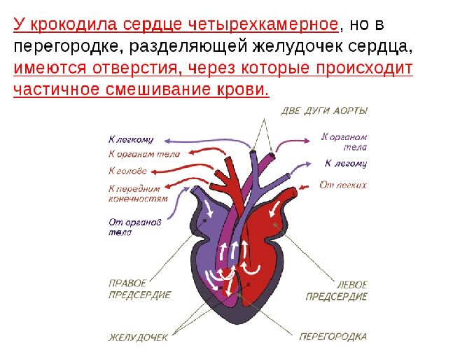 Кровеносная система пресмыкающихся