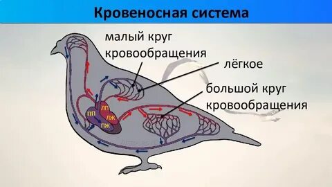 Кровеносная система птиц