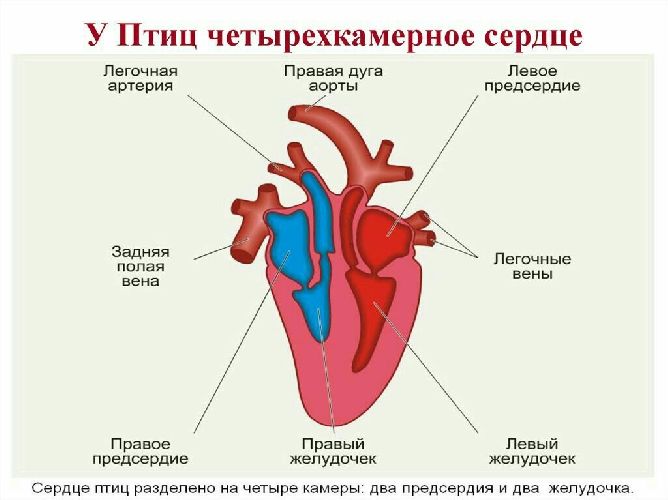 Кровеносная система птиц