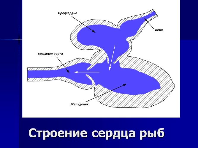 Кровеносная система рыб