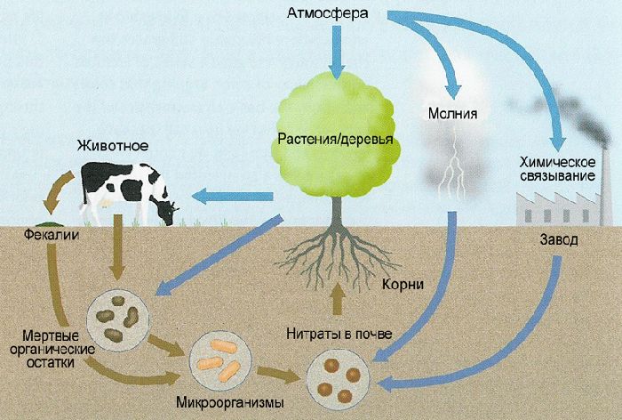 Круговорот азота в природе