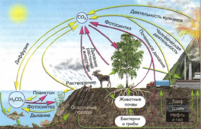 Круговорот углерода в природе