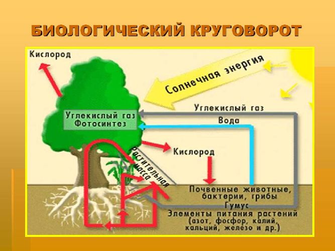 Круговорот веществ в биосфере