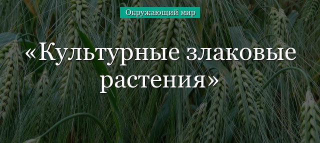 Культурные злаковые растения