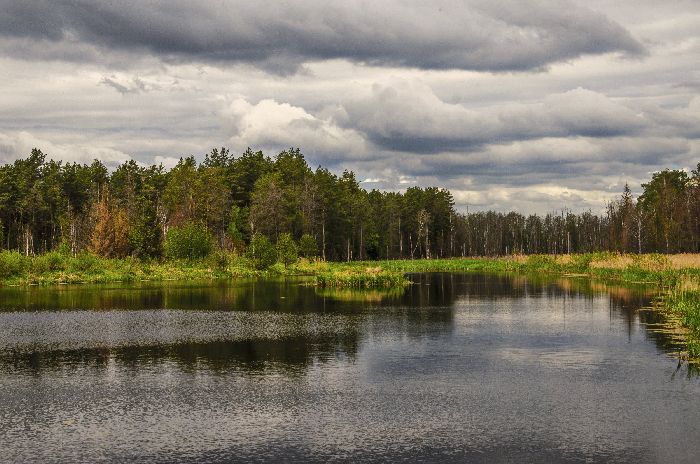 Лес в жизни человека