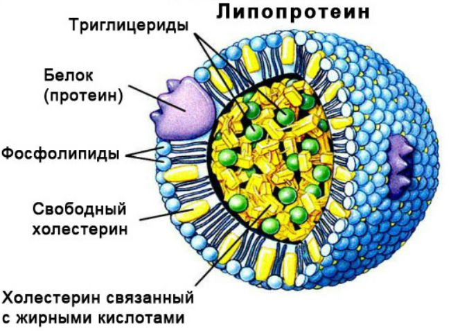 Липиды