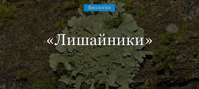 Лишайники