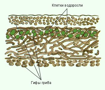 Лишайники