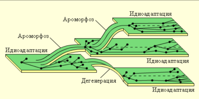 Макроэволюция