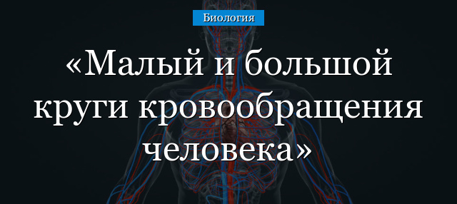 Малый и большой круги кровообращения человека