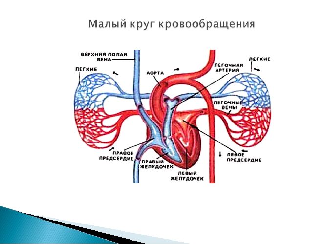 Малый и большой круги кровообращения человека