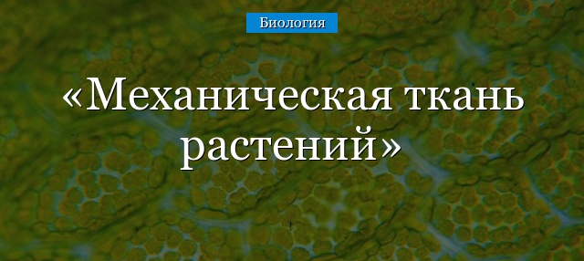 Механическая ткань растений