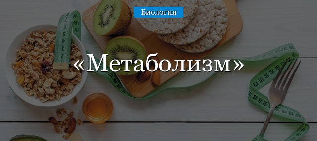 Метаболизм