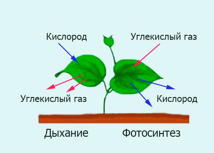 Метаболизм