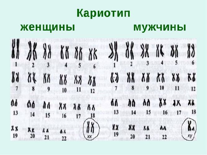 Методы изучения генетики человека