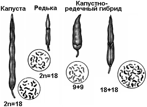 Методы селекции растений